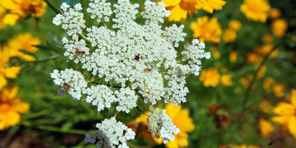 Wild Carrot Monograph