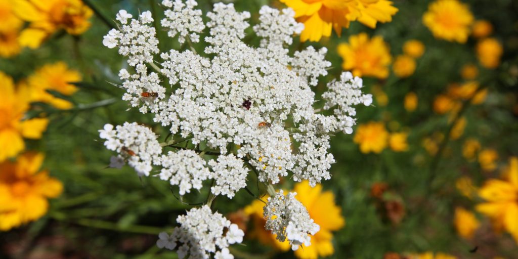 flower of Queen Anne’s Lace (Daucus carota)