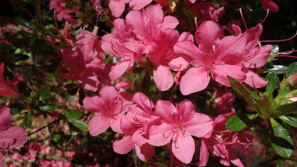 Rhododendron (Rhododendron kaempferi) flowers and leaves