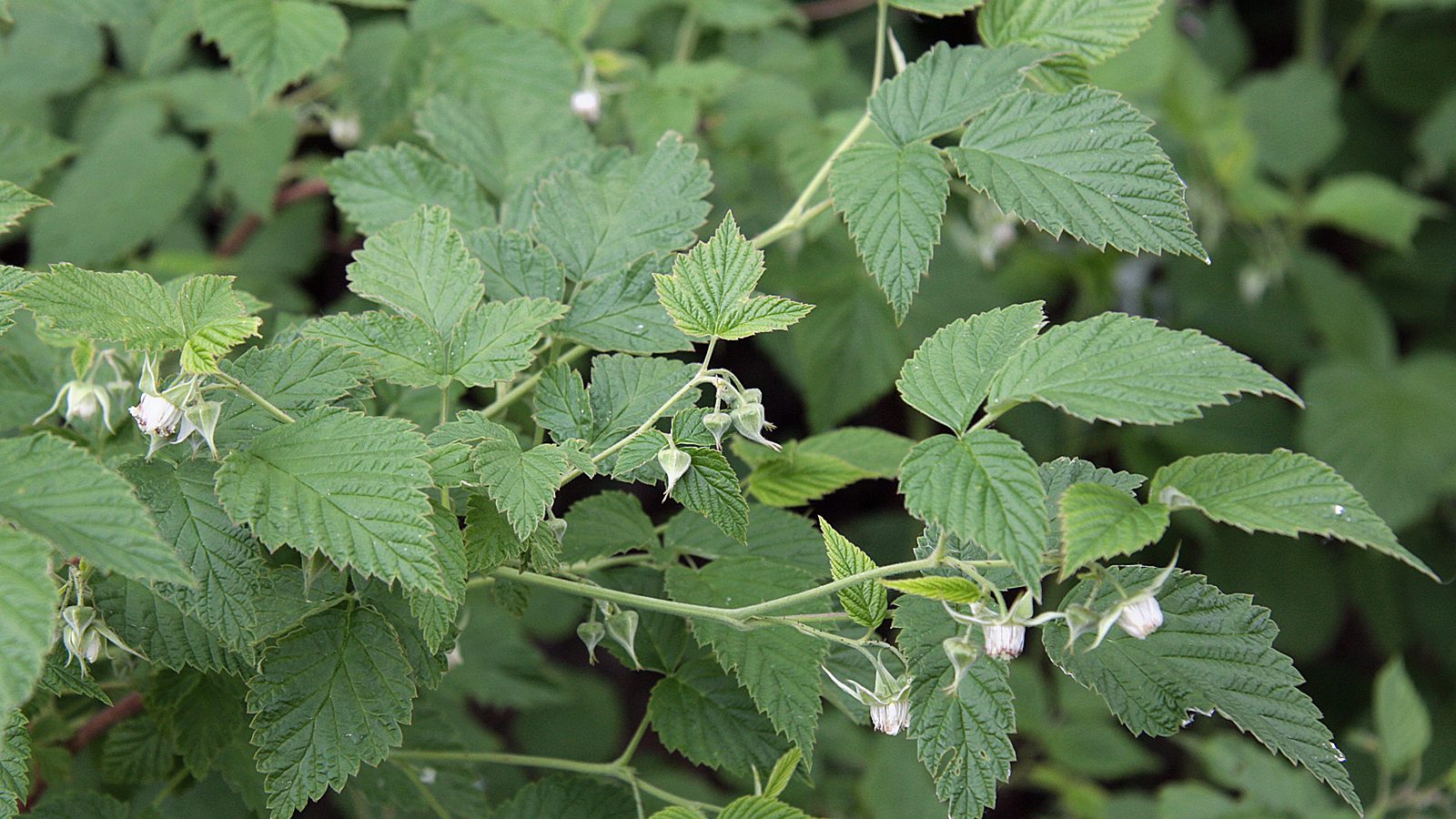 Red Raspberry Leaf Monograph