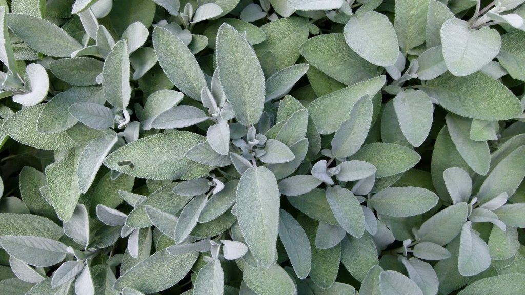 Sage (Salvia officinalis) leaves