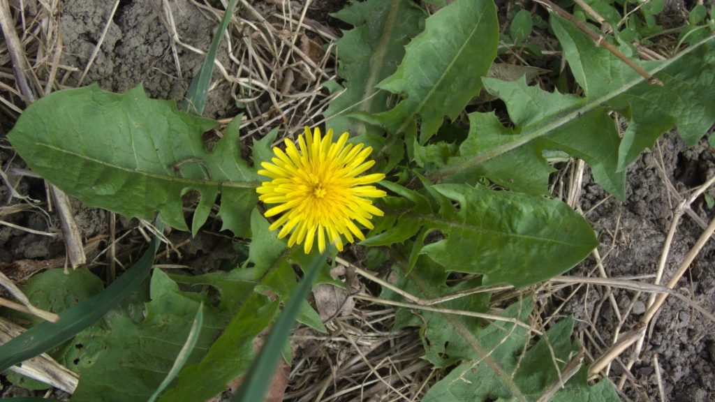 leaves and flower fo dandelion (Taraxacum officinale)