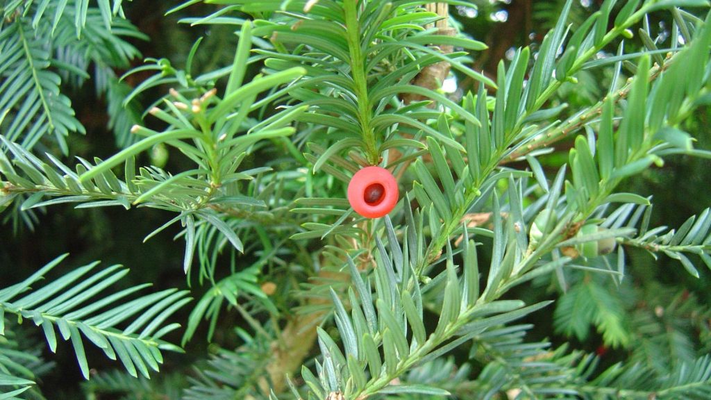 Yew (Taxus baccata) leaves and berry