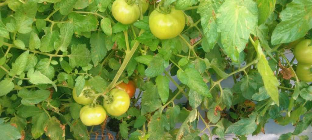 Tomato (Solanum lycopersicum) showing leaves and unripe fruit