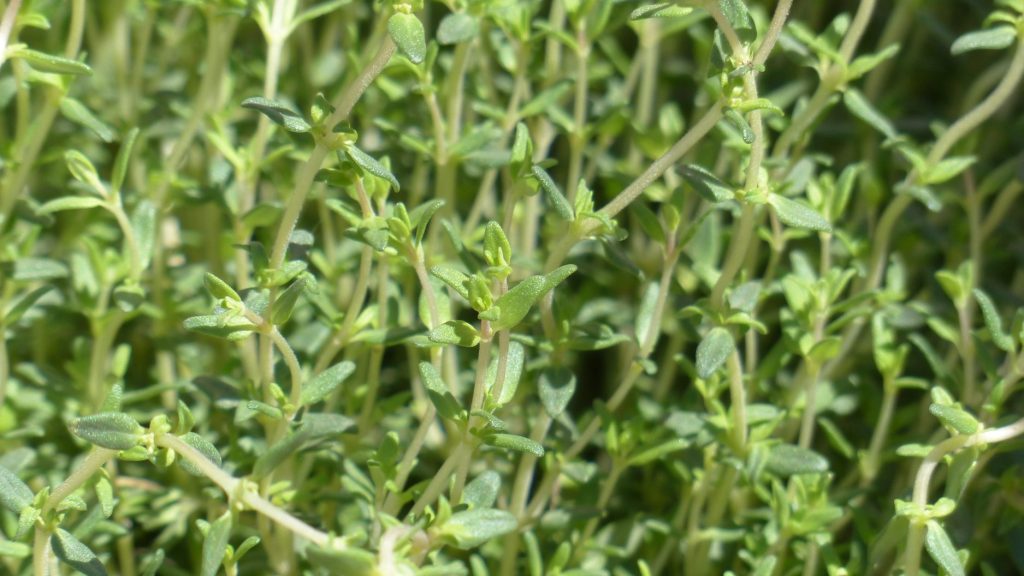 Thyme (Thymus vulgaris) leaves and stems