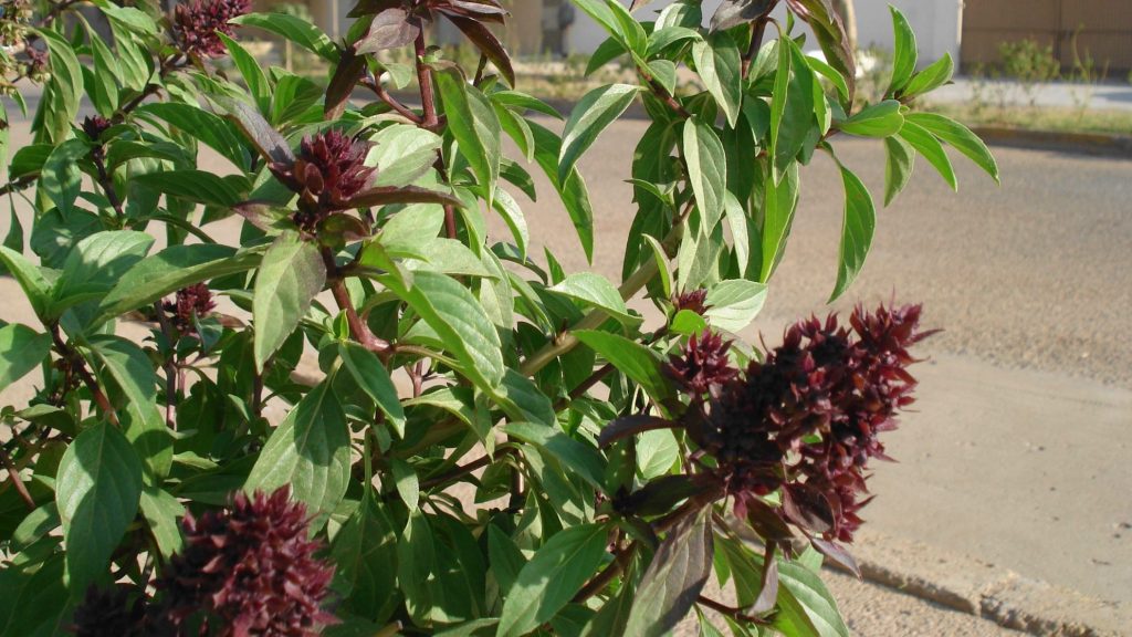 Tulsi (Ocimum tenuiflorum) tulsi plant