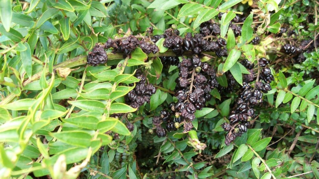 Tutu (Coriaria species) leaves and berries