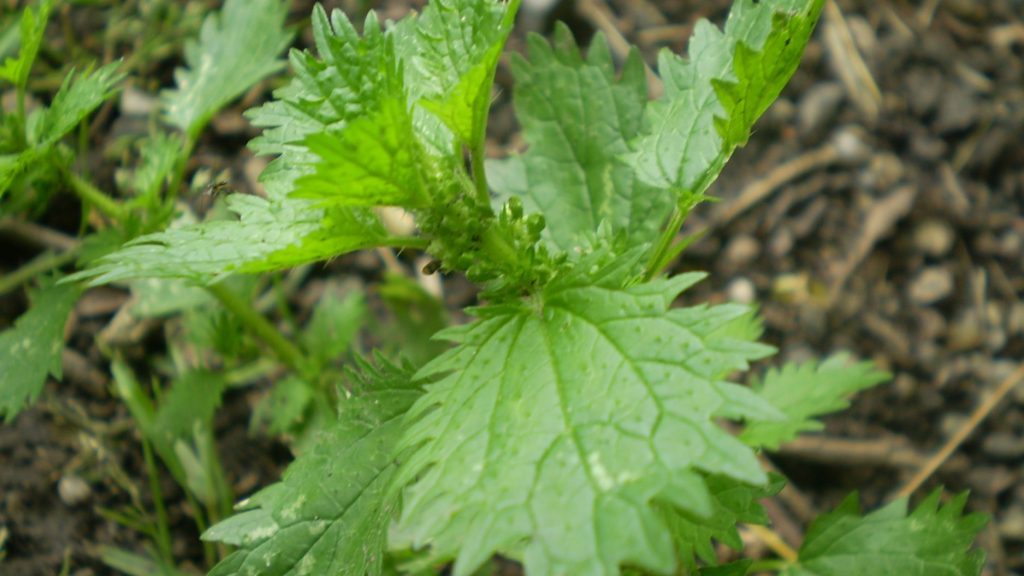 Close up of dwarf nettle (urtica urens) leaves