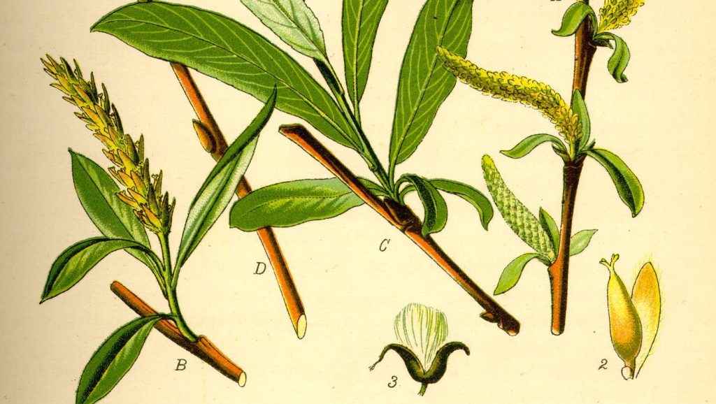 botanical drawing of Willow (Salix alba)