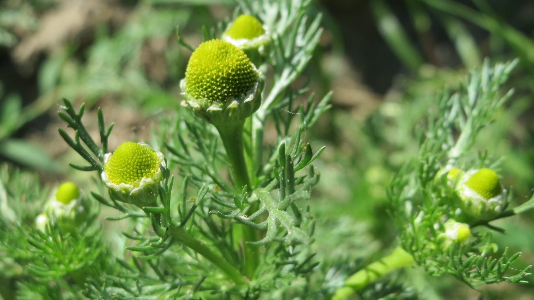 Pineapple Weed (Matricaria discoidea) leaves and flower heads