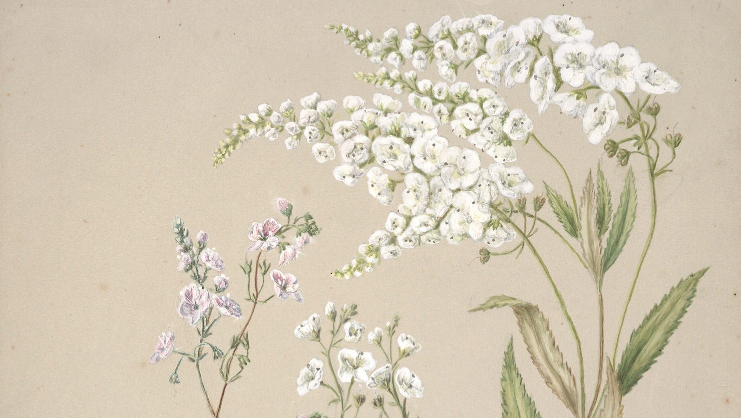 botanical drawing of Koromiko (Veronica salicifolia)
