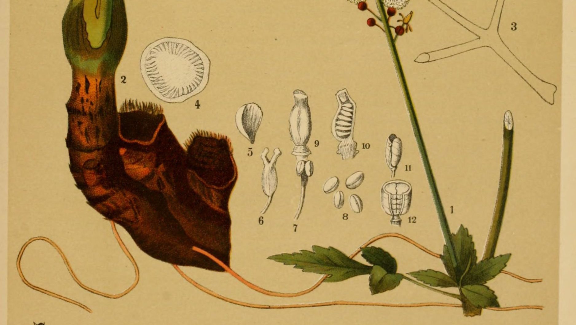 Black Cohosh Monograph