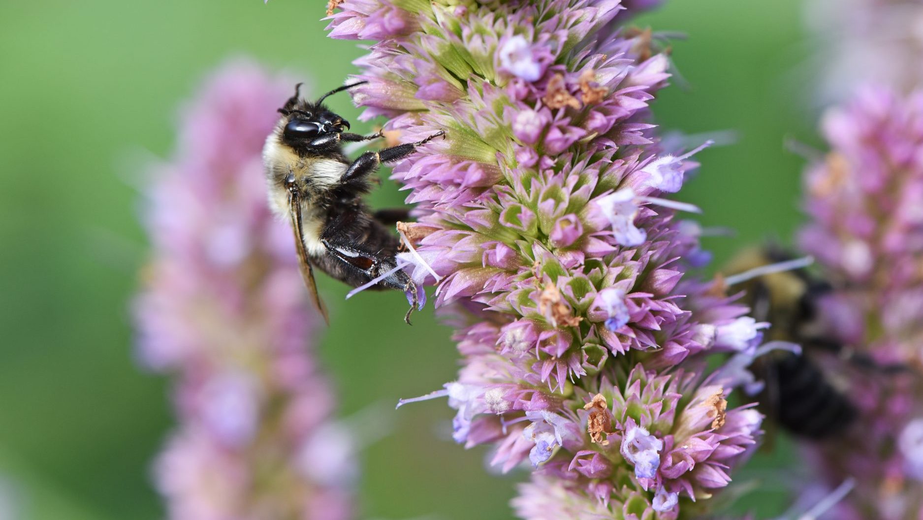 Hyssop (Hyssopus officinalis) flower with bee