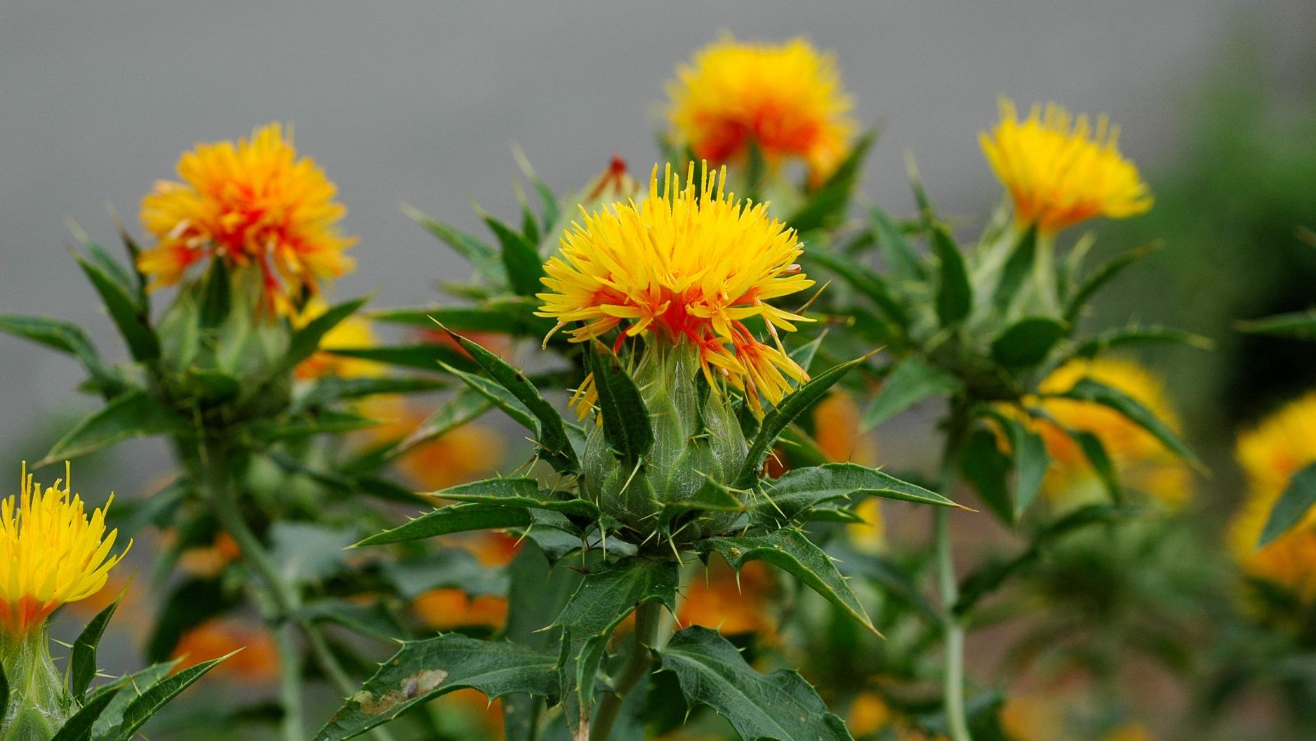 Safflower Monograph