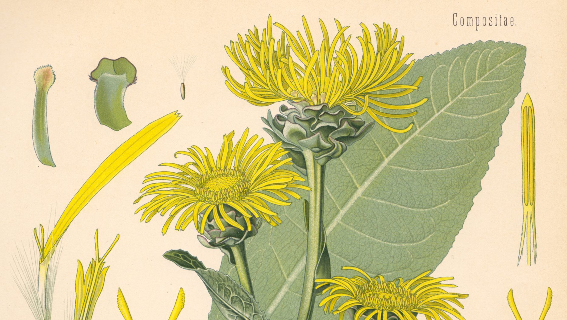 Elecampane Monograph