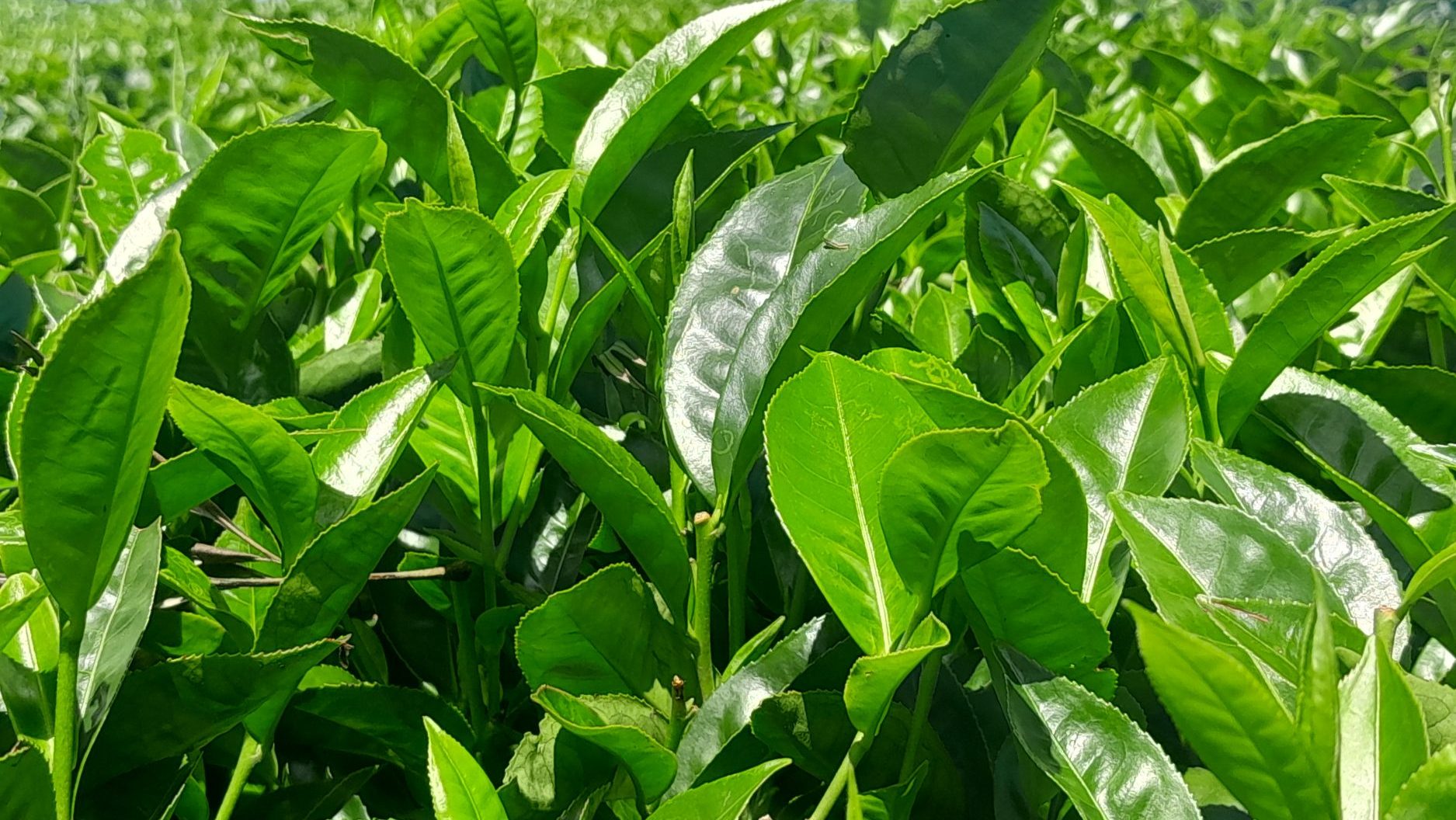 Tea Monograph