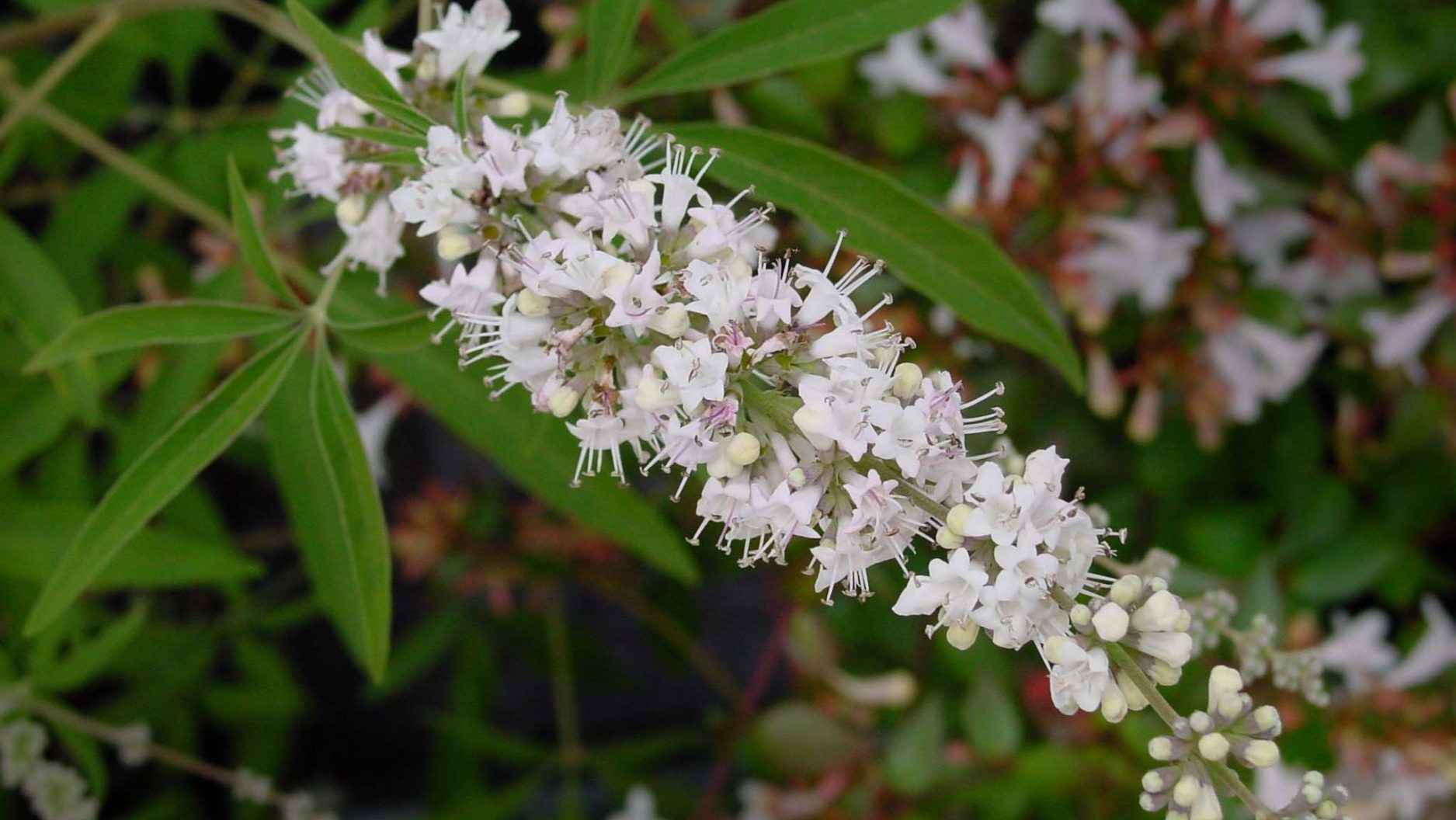 Vitex (Chasteberry) Monograph