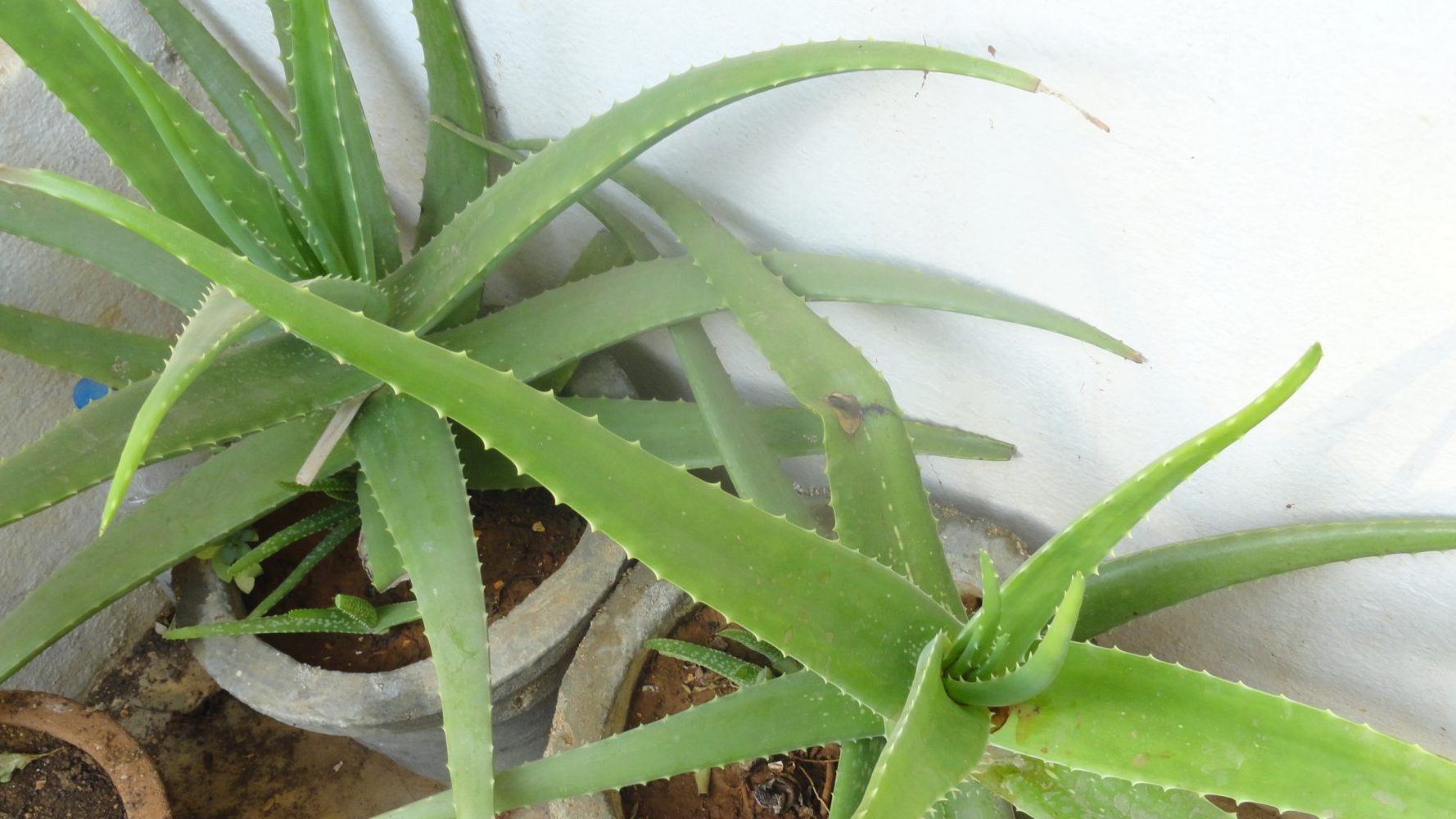Aloe vera (Aloe barbadensis) plants