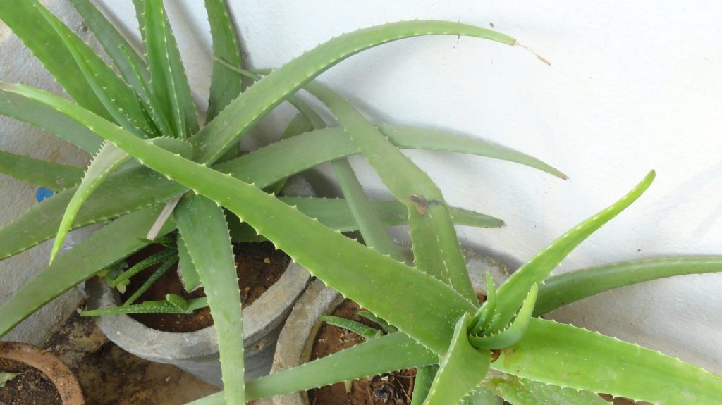 Aloe vera (Aloe barbadensis) plants