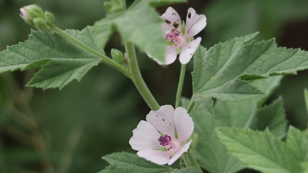 Marshmallow (Althaea officinalis) plant