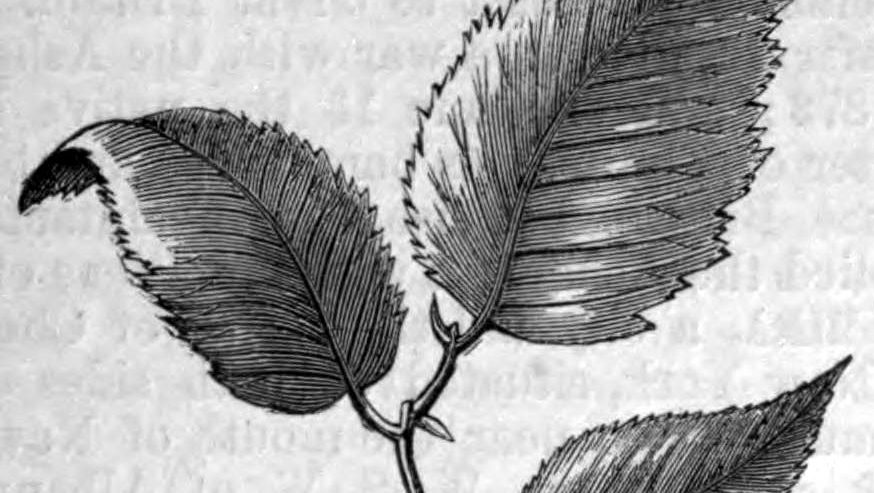 Slippery Elm (Ulmus rubra) botaanical drawing in black and white