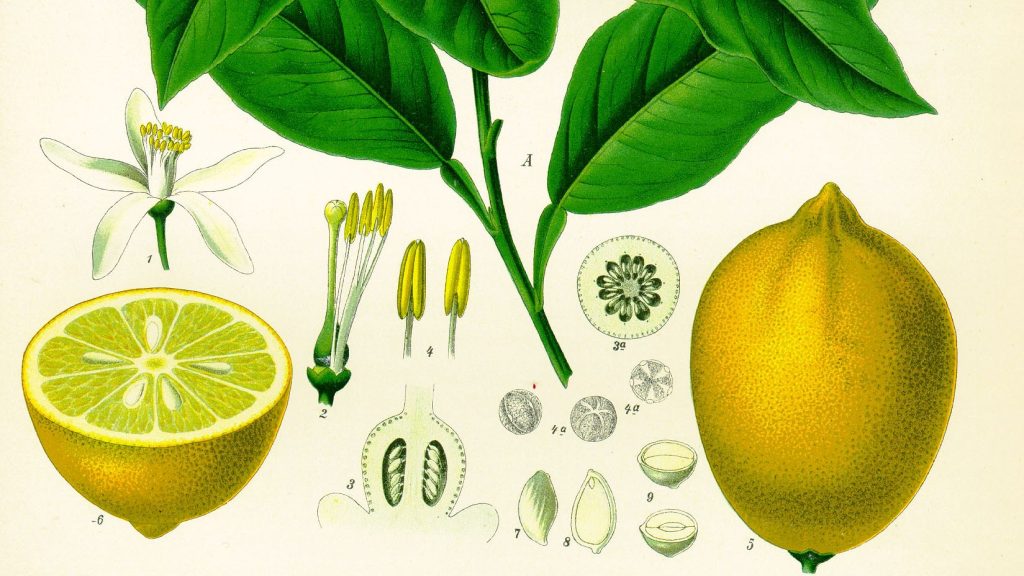 botanical drawing of Lemon (Citrus × limon)