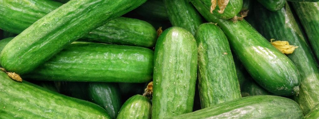 Cucumber (Cucumis sativus) fruit