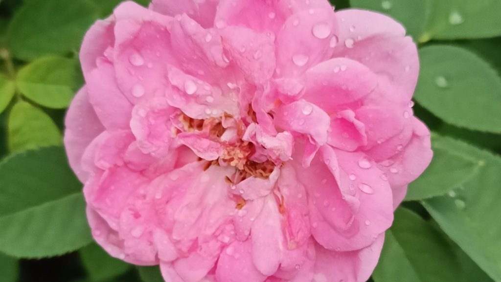 Rose (Rosa spp.) flowers and leaves