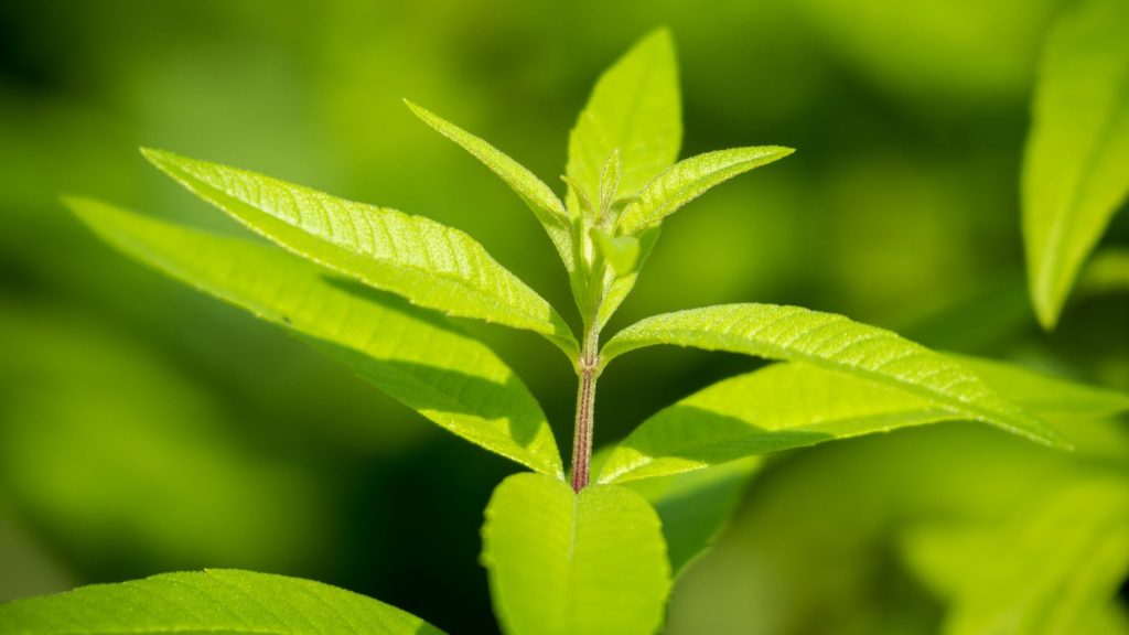 Lemon Verbena (Aloysia citrodora) showing leaves