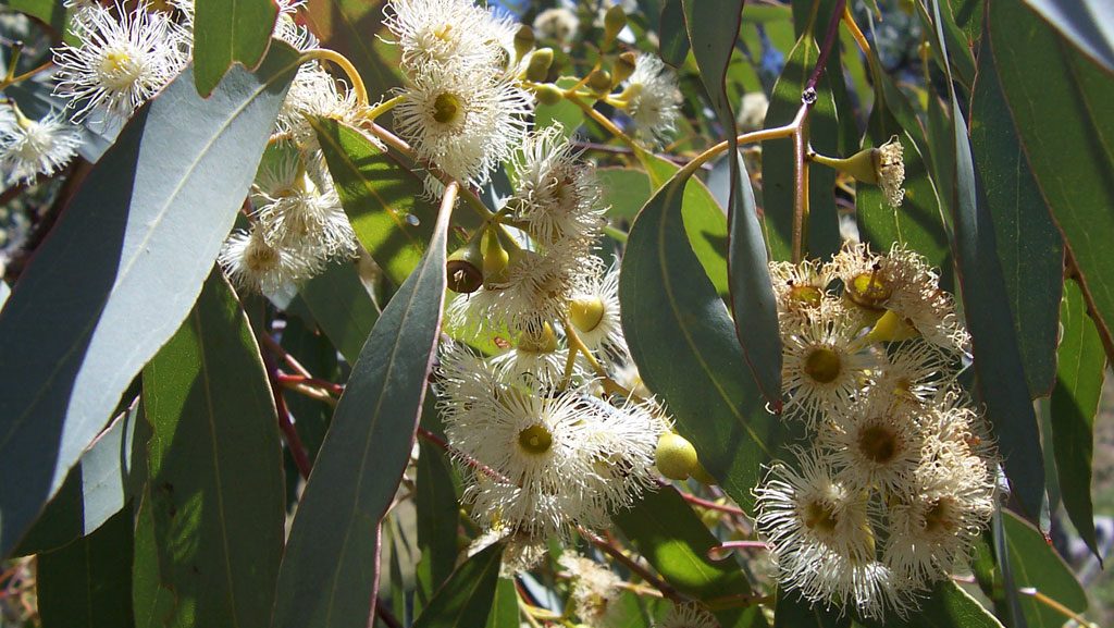Eucalyptus, showing leaves and flowers