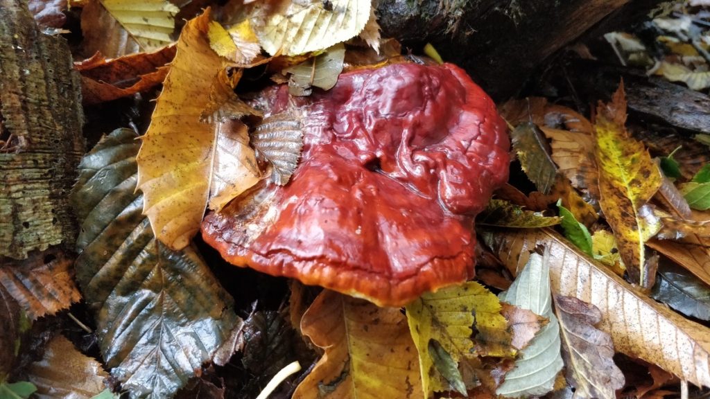 Reishi Mushroom (Ganoderma lucidum) fruiting body