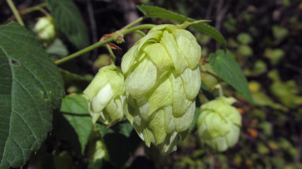 Hops (Humulus lupulus) showing leaves and flower