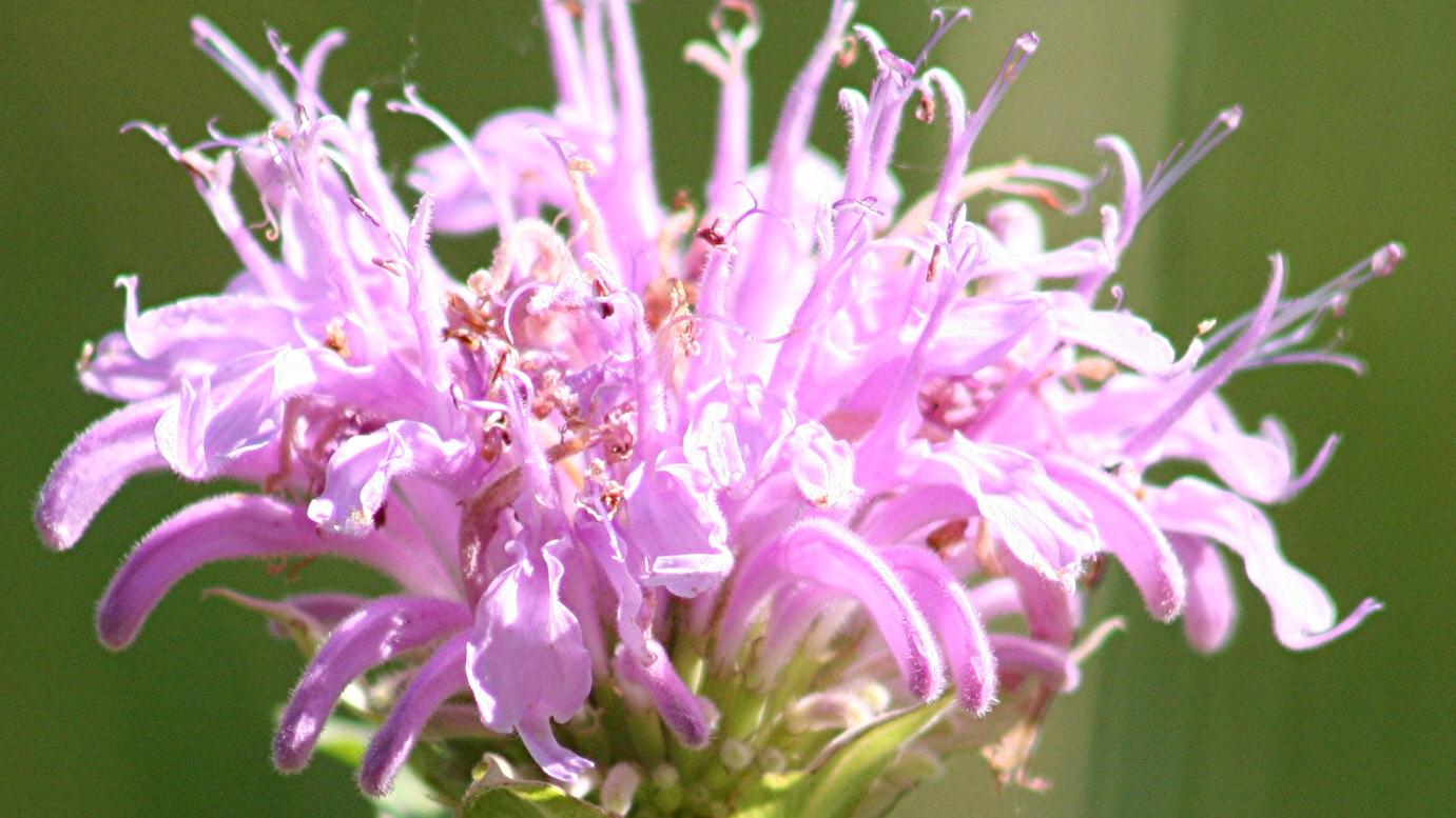Bee Balm Monograph