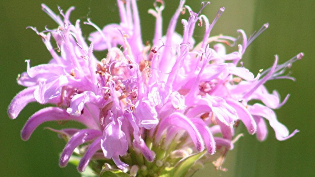 Bee Balm (Monard fistulosa) flower