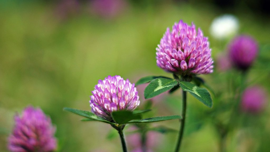 Red Clover (Trifolium pratense) flower and leaves