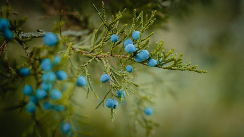 (Juniper) Juniperus communis leaves and berries