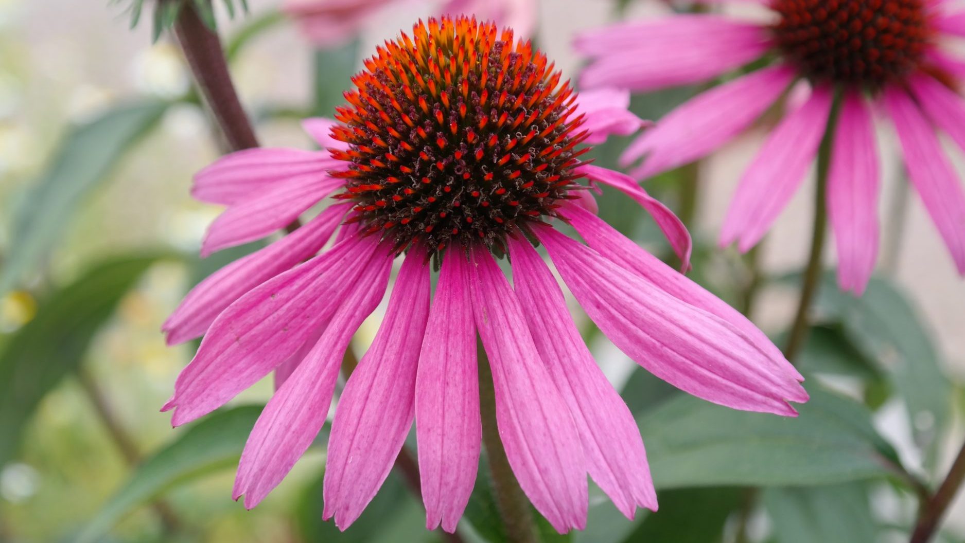 Echinacea (Echinacea purperea) flower and leaves