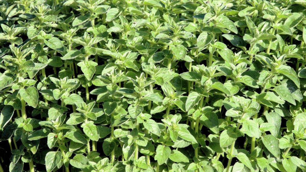 Oregano (Origanum vulgare) leaves