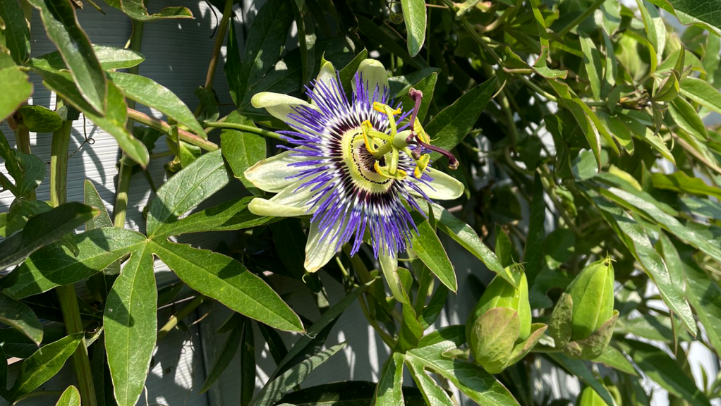 Passionflower (Passiflora incarnata) leaves and flower