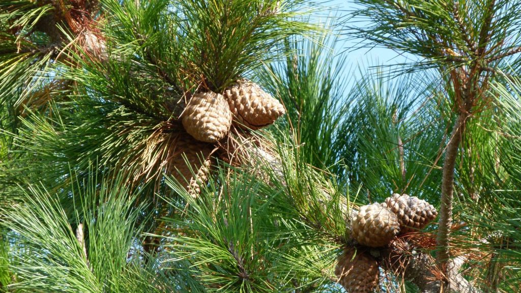 Pine (Pinus radiata) showing needles and cones