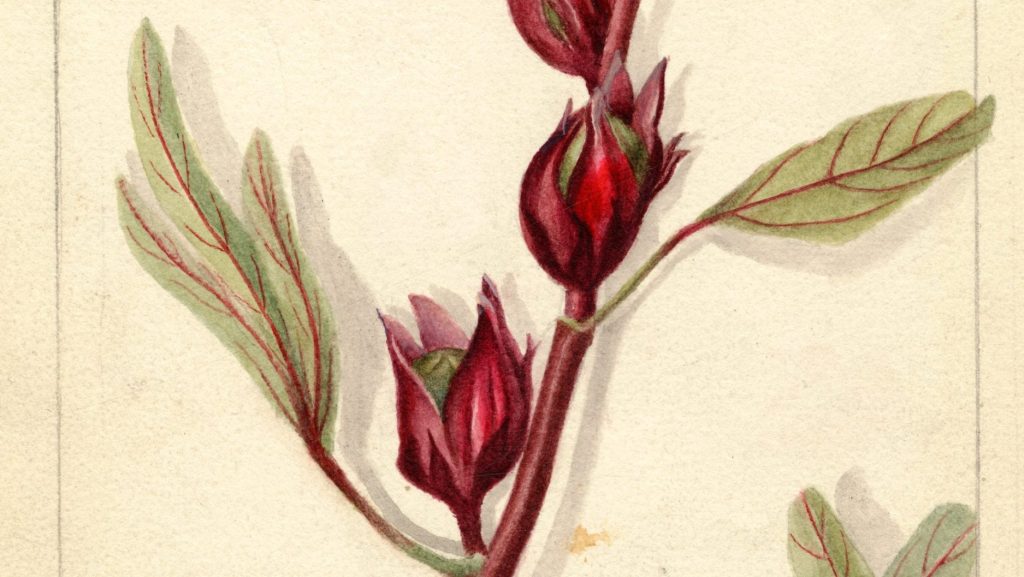 botanical drawing of HIbiscus (Hibiscus sabdariffa)
