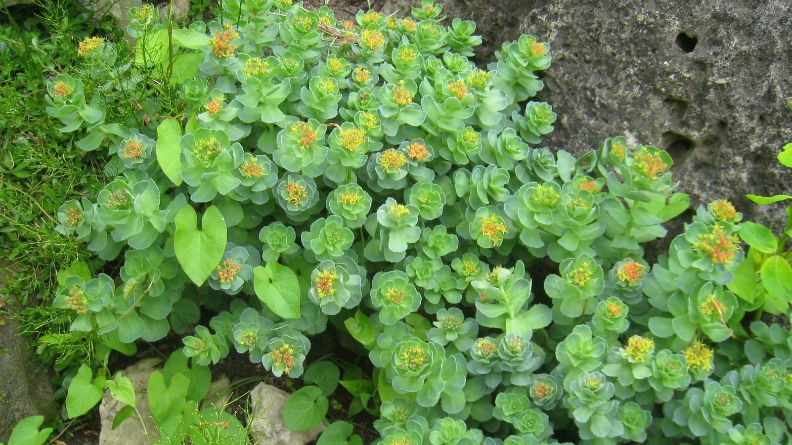 Rhodiola Monograph