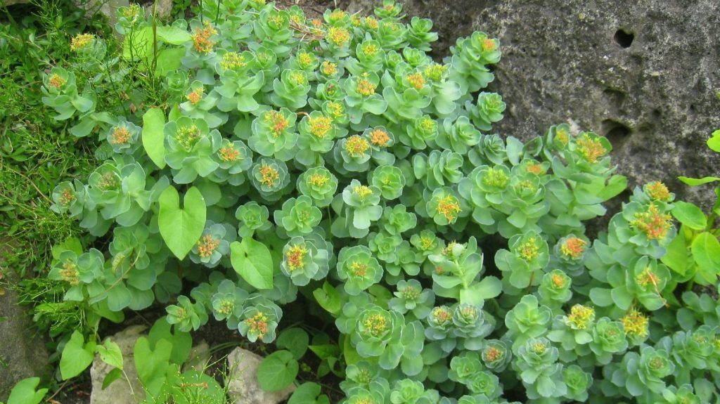 Rhodiola (Rhodiola rosea) plant