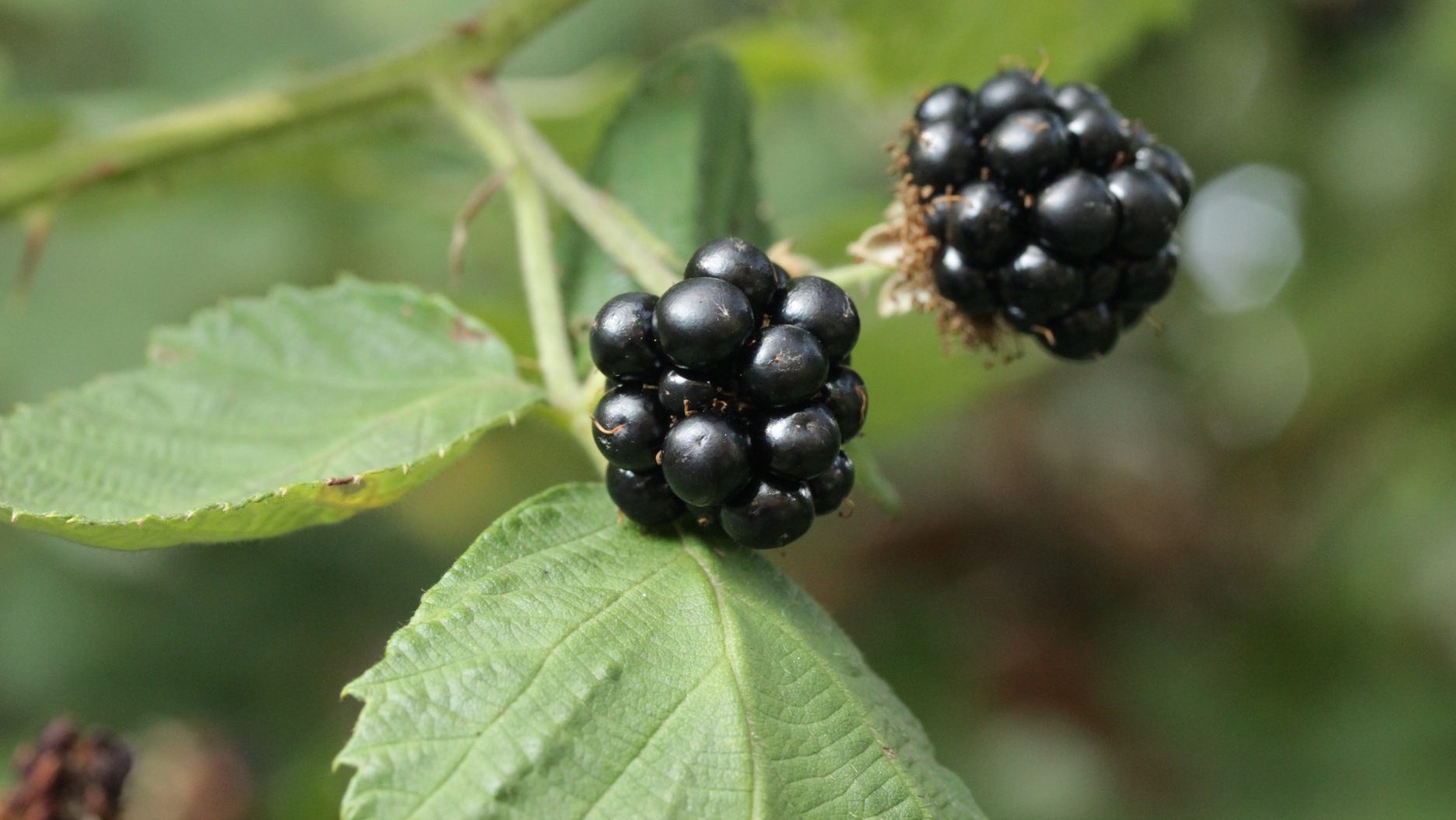 Blackberry (Rubus fruticosus) fruit and leaves