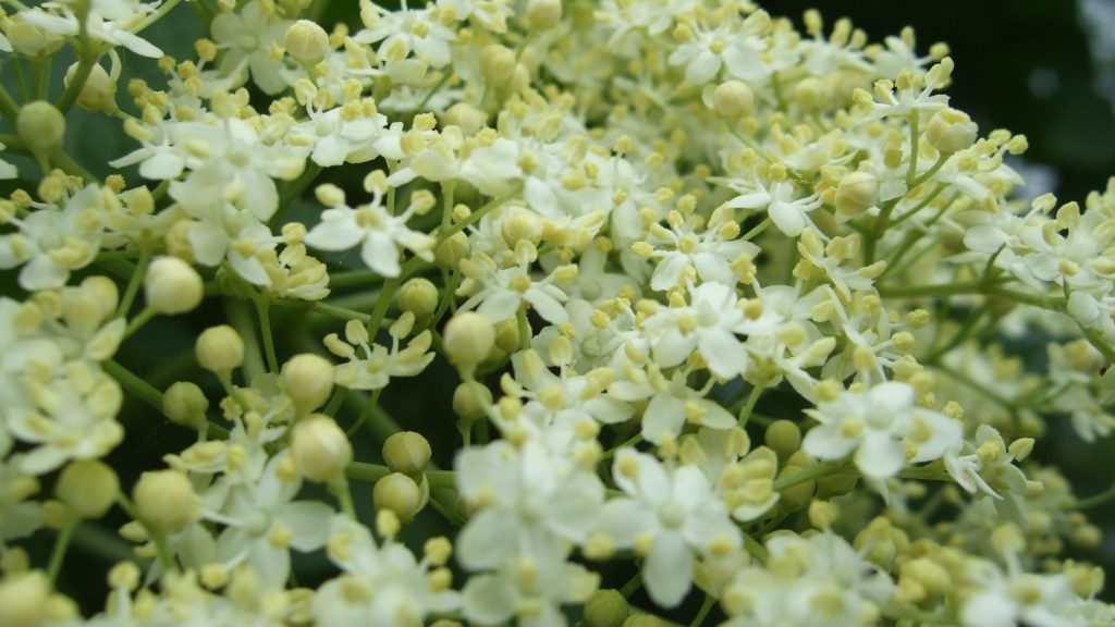 Elderflower (Sambucus nigra)