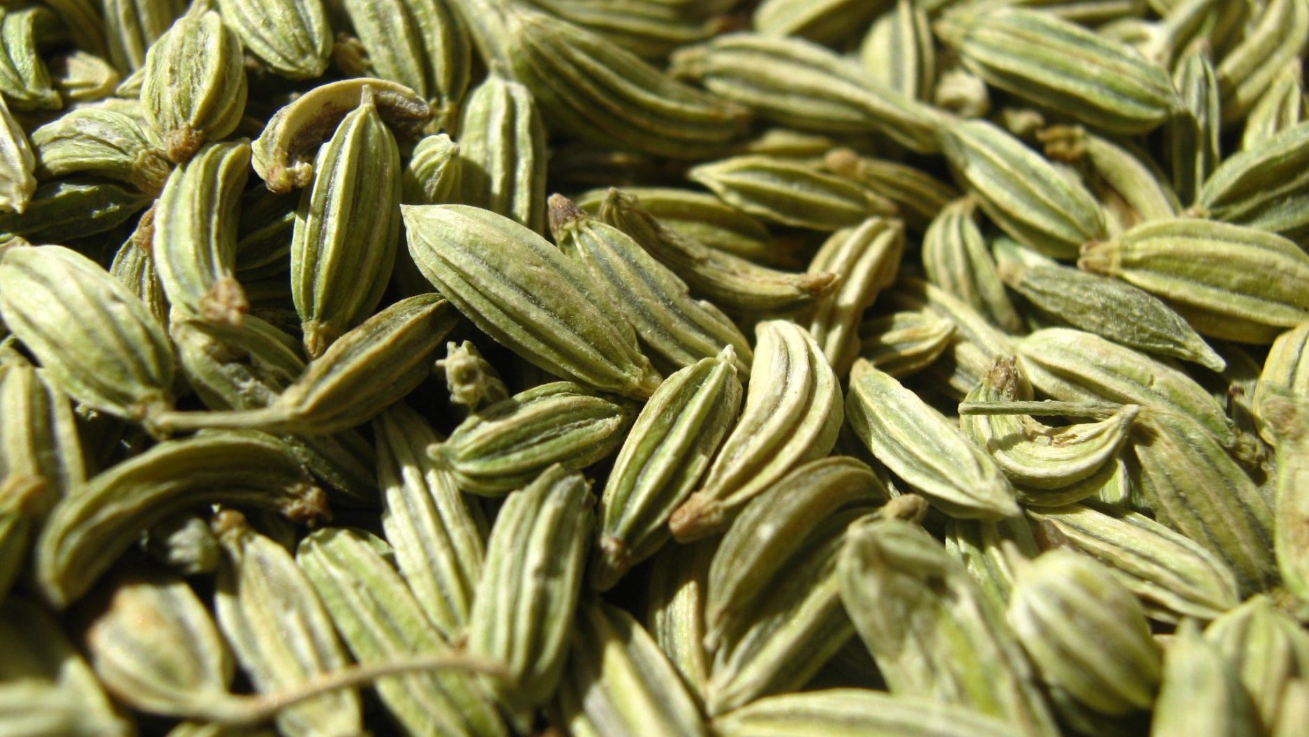 Fennel (Foeniculum vulgare) seeds
