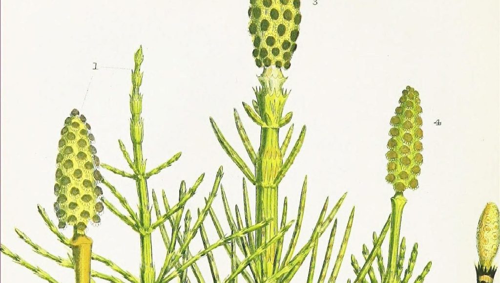 botanical drawing of Horsetail (Equisetum arvense)